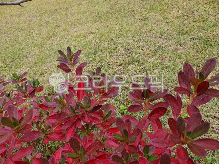 red leaves,vegetation,autumn leaves,leaf
