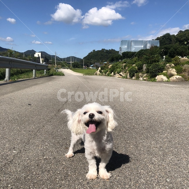 강아지,말티즈,강아지웃음,귀여운강아지,tarmac,asphalt,아스팔트