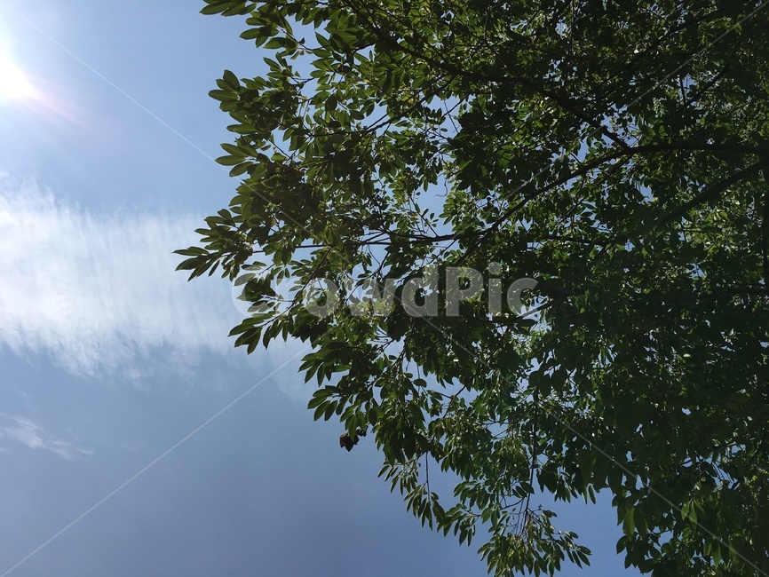 하늘,나무,plant,tree,나뭇잎,leaf,자연,바람,풍경,녹색,여름,식물,나무줄기,숲
