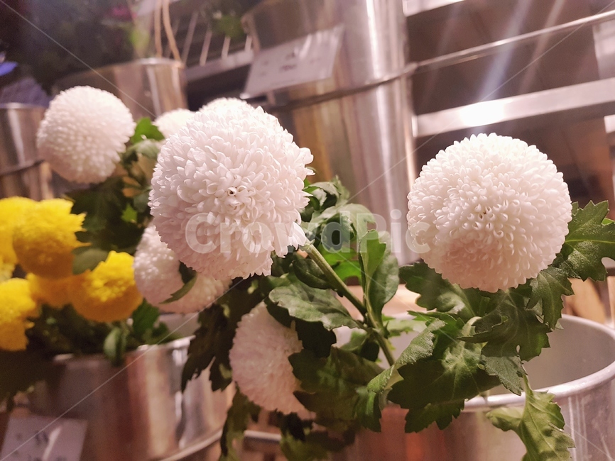 꽃,식물원,flower,bloom,흰꽃