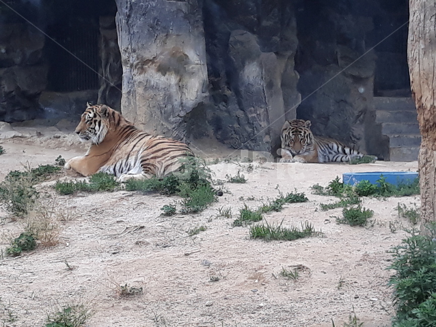 호랑이,tiger,animal,동물,wildlife,야생동물,포유류,zoo,동물원,동물,animal,포유류,mammal
