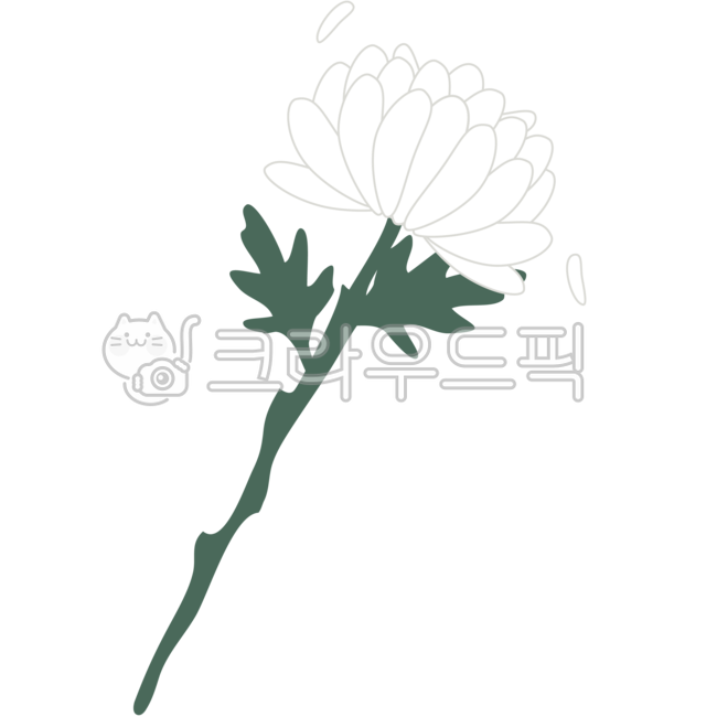 국화,국화꽃,조의,장례,부고,꽃,사망,현충일,호국보훈,묵념,슬픔,추모