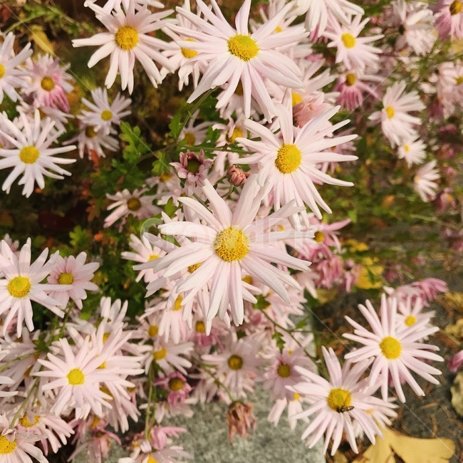 꽃,분홍,필름느낌,자연,식물,식물,자연,plants,nature,꽃,flower