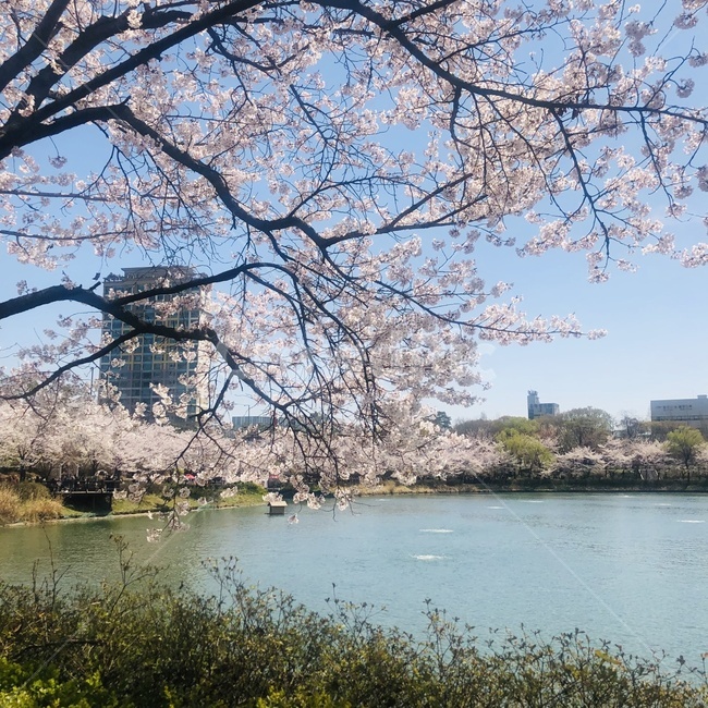석촌호수벚꽃,벚꽃,석촌호수,cherryblossom,석촌호수벚꽃축제,잠실벚꽃,봄,계절,spring,season,plant,식물,cherry blossom,flower,꽃,blossom