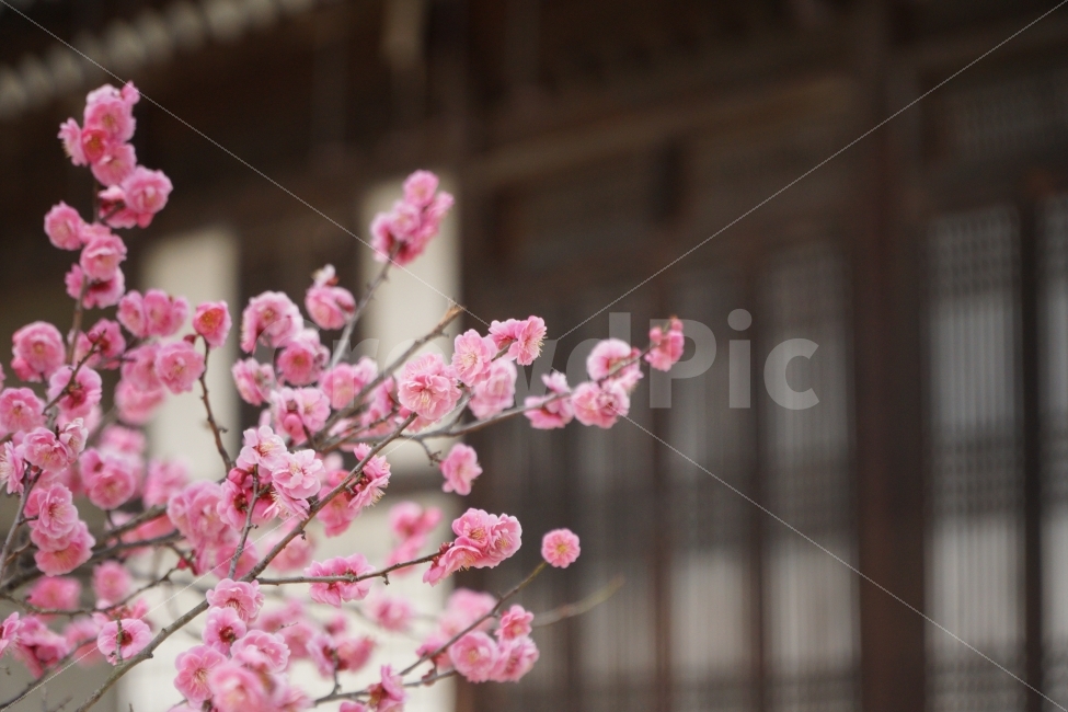 나무,홍매화,자연,한옥,문,봄,계절,spring,season,식물,자연,plants,nature,꽃,flower,plant
