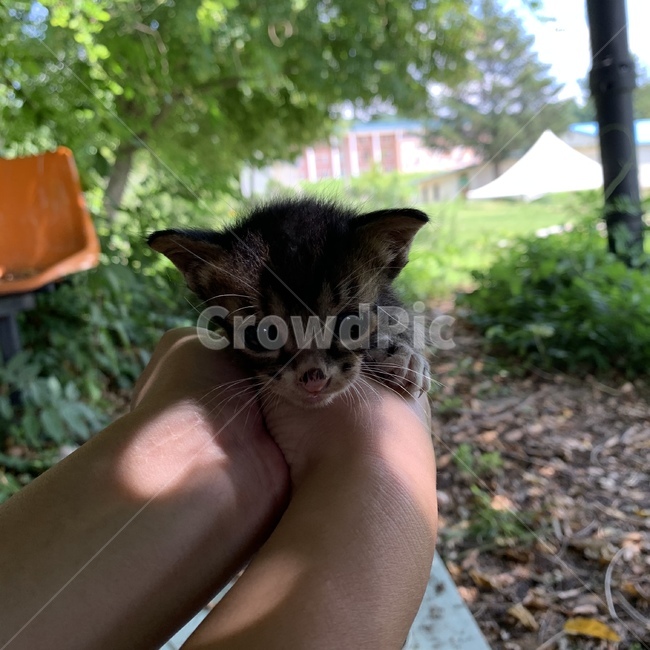 고양이,펫,반려묘,동물,캣,동물,animal,포유류,mammal,고양이,cat,kitten,kitty