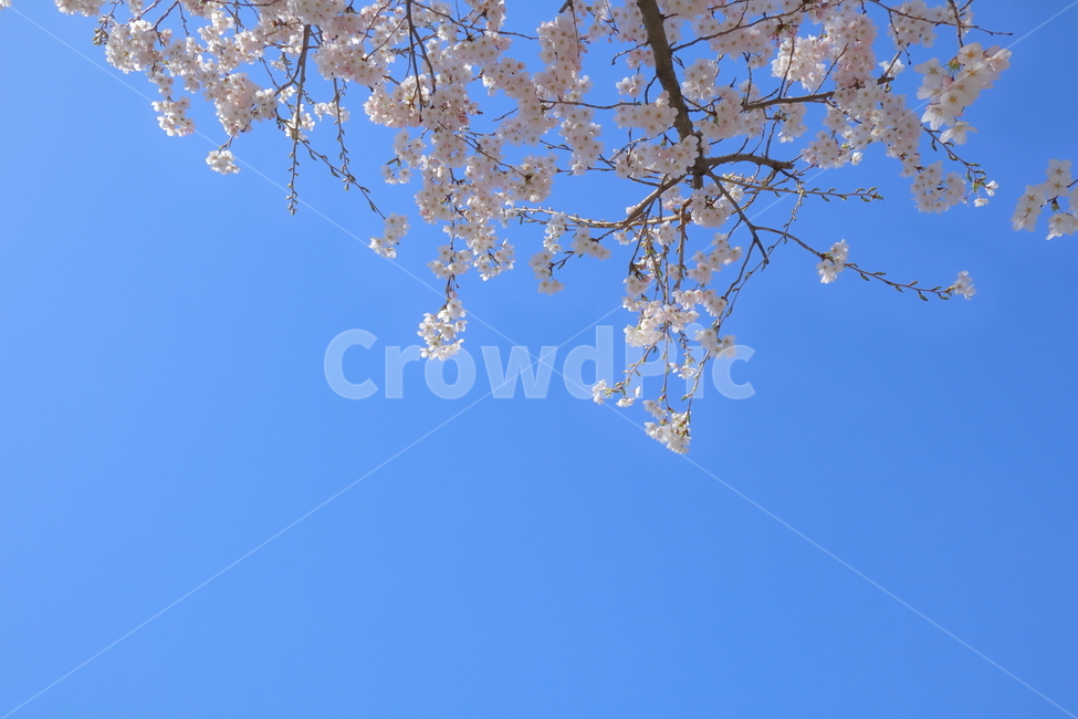 벚꽃,꽃,하늘,배경,봄,계절,spring,sky,감성,flower
