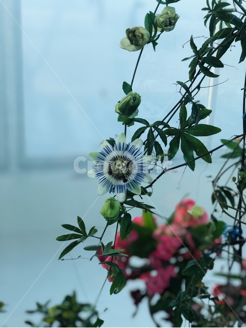 꽃,시계꽃,시계,생화,식물,잎