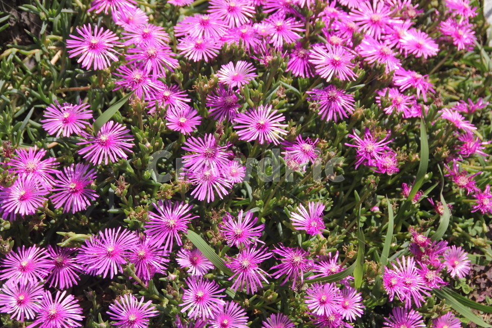 꽃,진달래꽃,분홍색꽃,분홍색,식물,자연