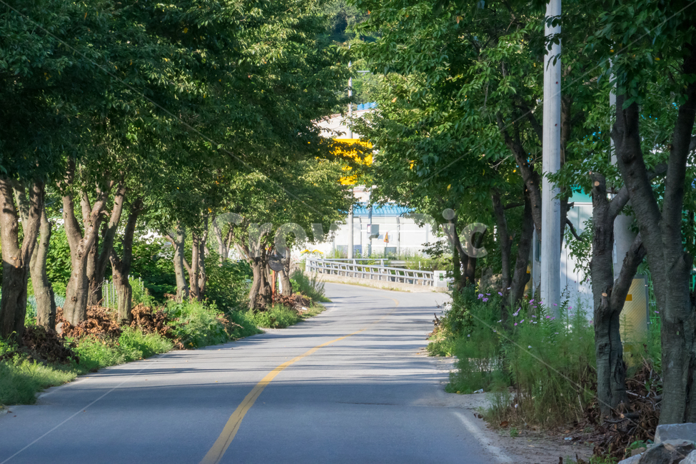 길,road,street,way,나무,tree,자연,풍경,nature,landscape,도로,asphalt,아스팔트