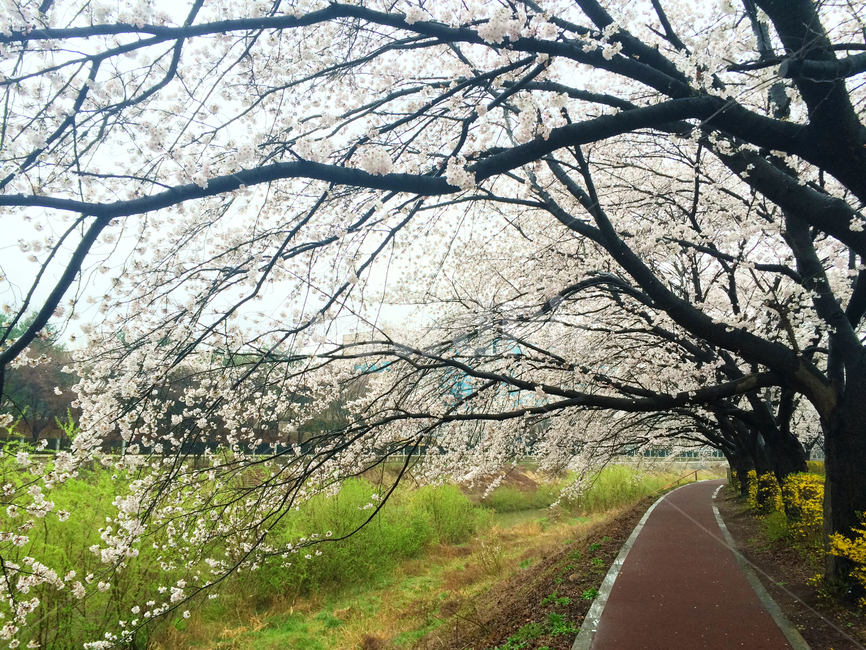 봄,꽃,벚꽃,꽃놀이,꽃구경,명소,대전,봄,계절,spring,season,자연,풍경,nature,landscape,plant,식물