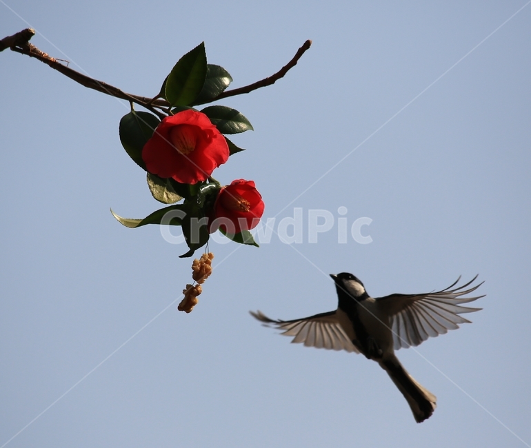 animal,동물,bird,새,plant,식물,flower,blossom,꽃,leaf,잎,동백,동백꽃,동박새,먹이,식물,자연,plants,nature,꽃,flower,동물,animal,조류,새,birds