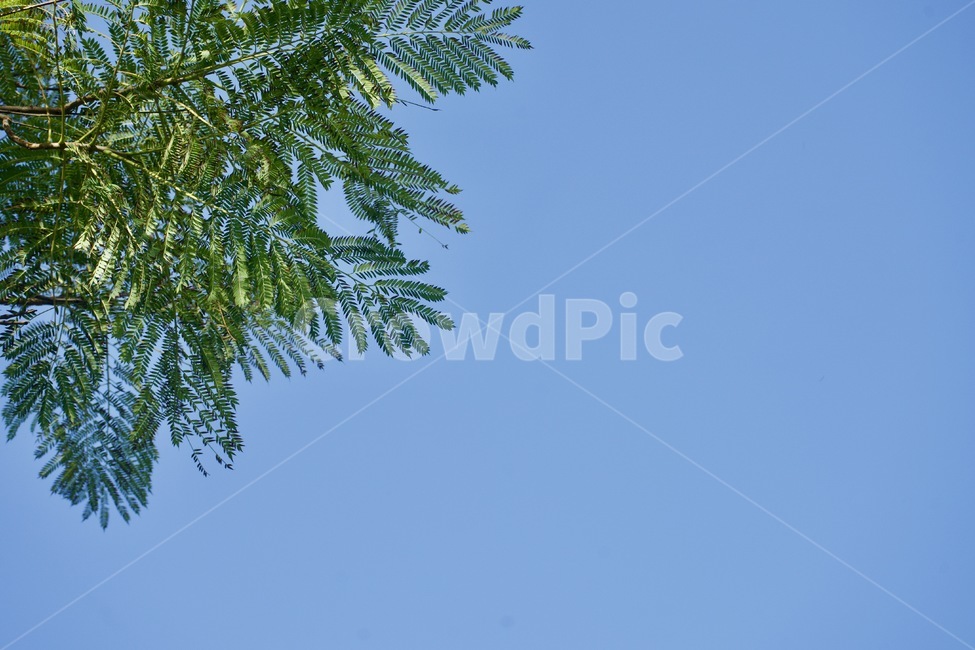 풍경,나무,하늘,손짓,배경,여백,자연,풍경,nature,landscape,tree,plant,식물,green,초록