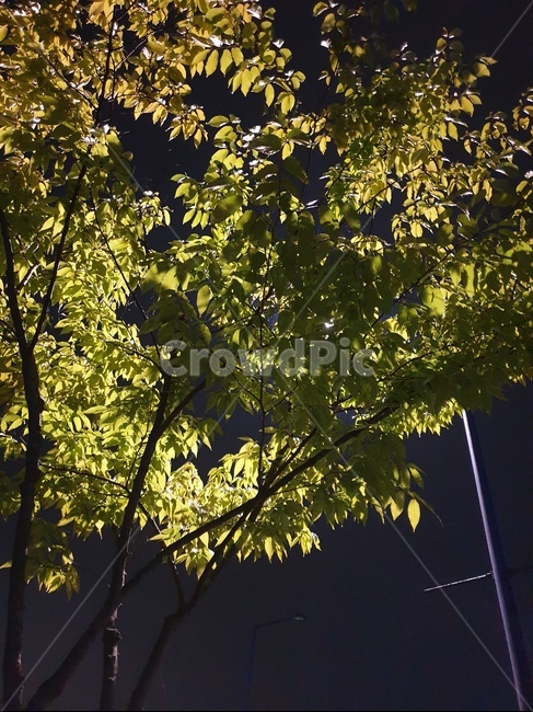 tree,나무,잎,leaf,가로등,가로등밑,밤,올려다보는,가로수,나무,trees,wood