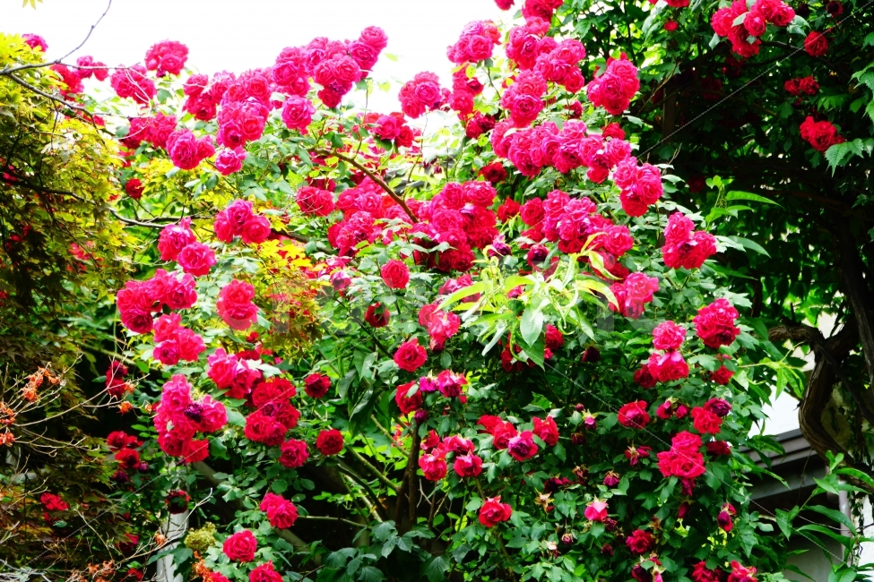 장미,꽃,꽃밭,자연,정물,식물,자연,plants,nature,꽃,flower