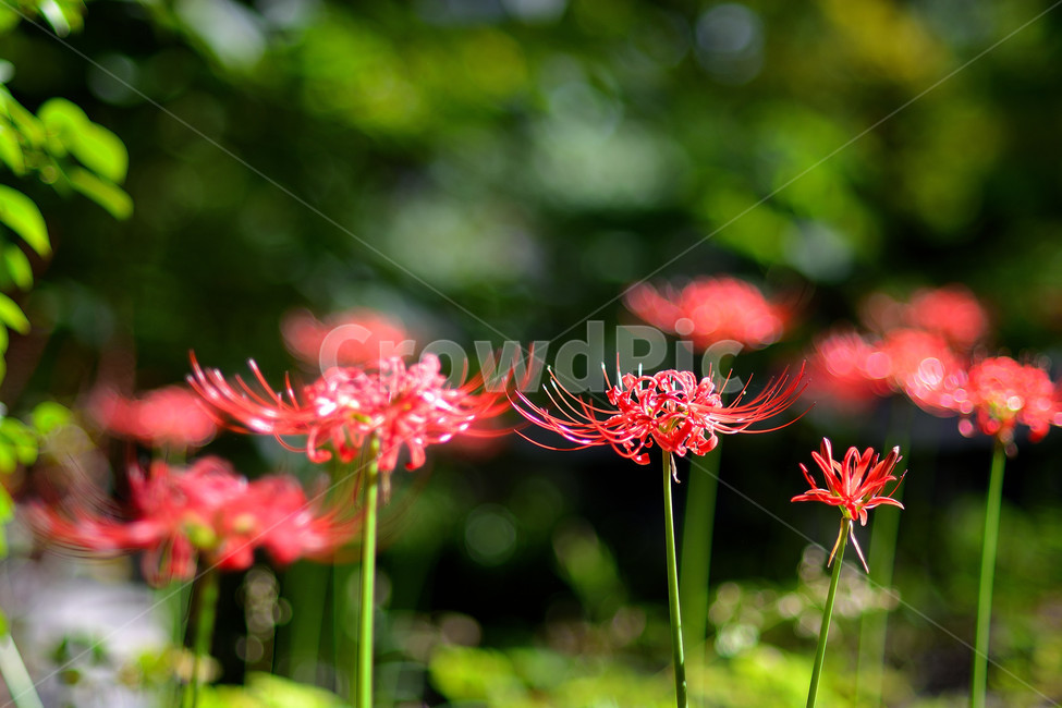 꽃무릇,꽃,식물,플라워,자연,식물,자연,plants,nature,꽃,flower