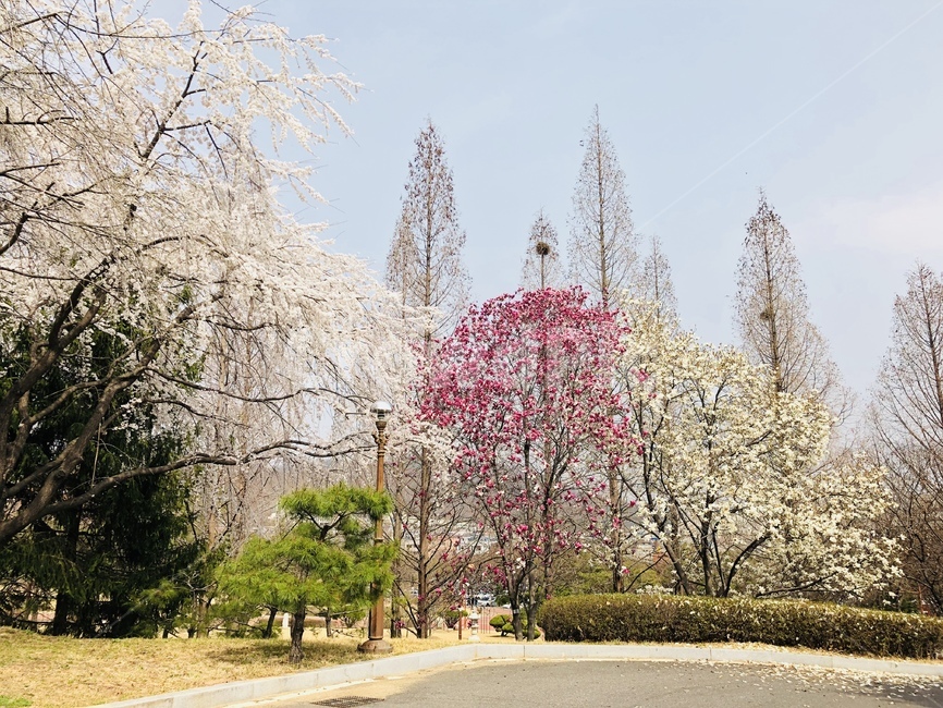 봄,꽃,휴식,안정,쉼,여유,분홍,안식처,다채로움,하늘,하늘색,풍경,landscape,나무,햇살,빛,온기,청량