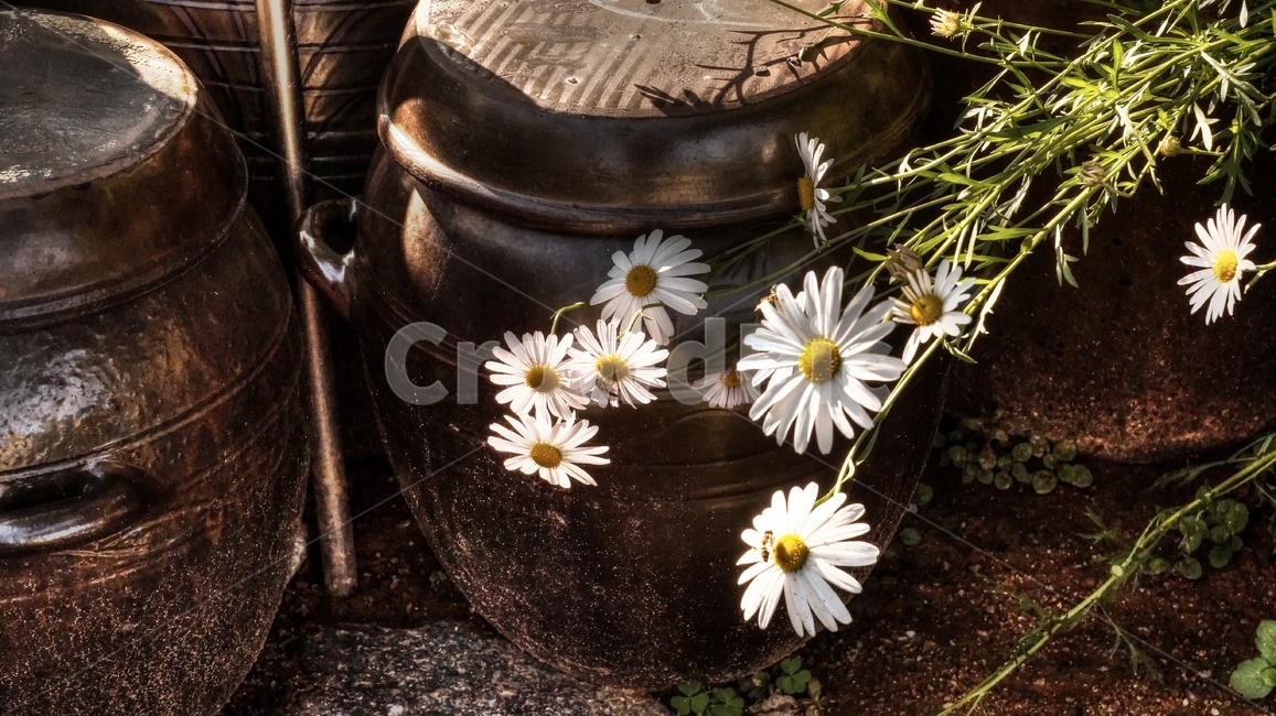 구절초,항아리,가을꽃,장독대,plant,식물