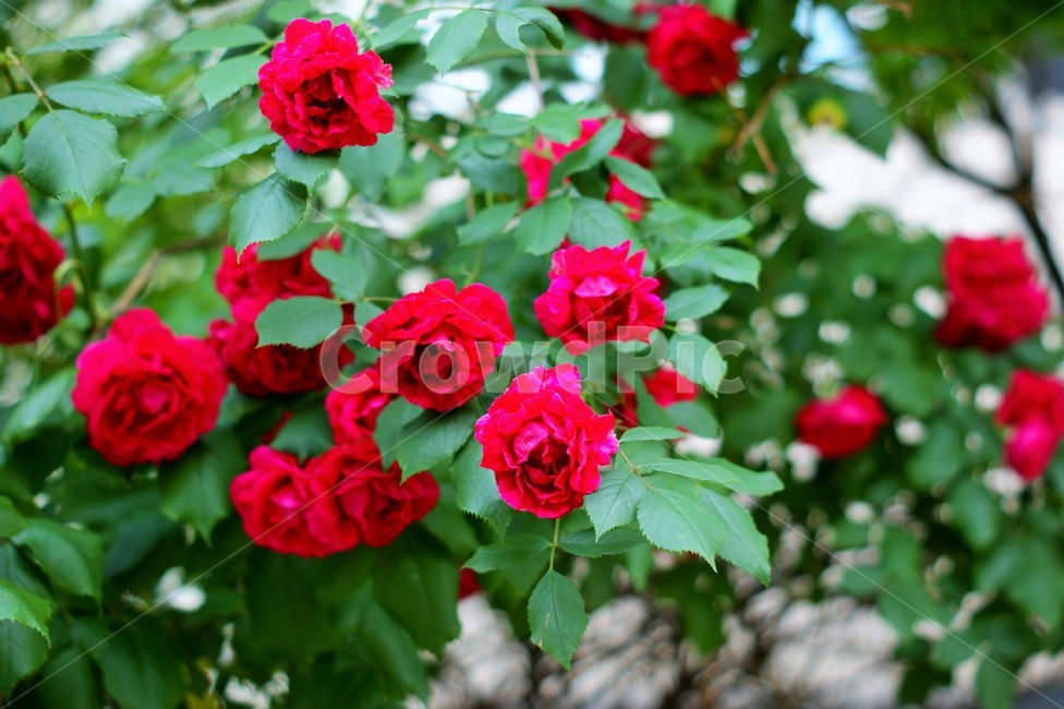 장미,가시,장미잎,여름,꽃,빨강,식물,자연,plants,nature,꽃,flower