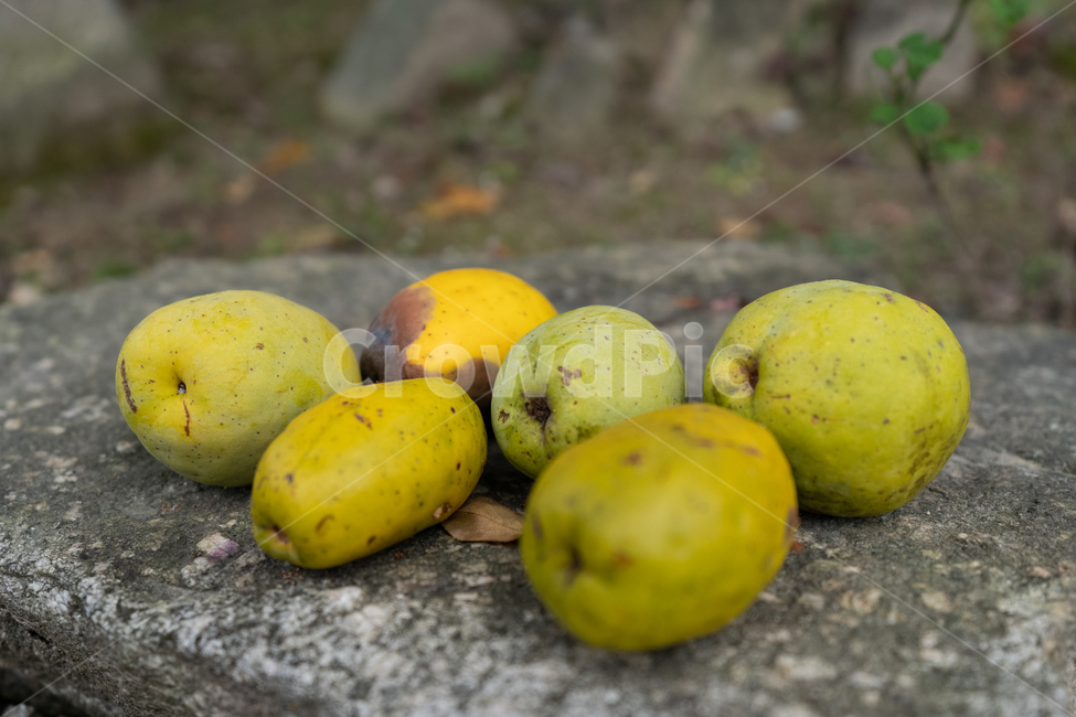 plant,식물,food,음식,fruit,과일,모과,quince