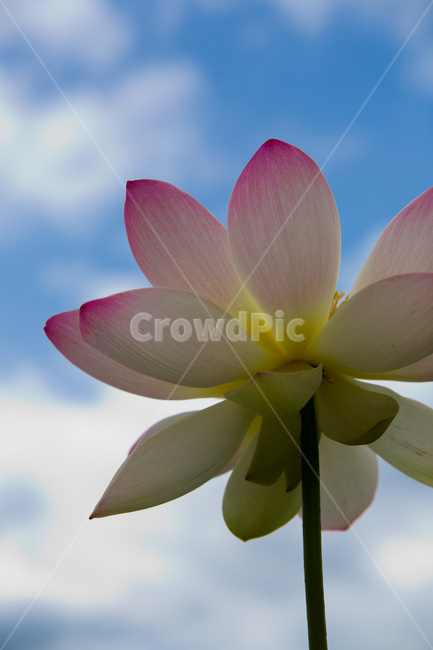 꽃,연꽃,flower,봄,자연,spring,순수,순정,감성사진,연근,식물