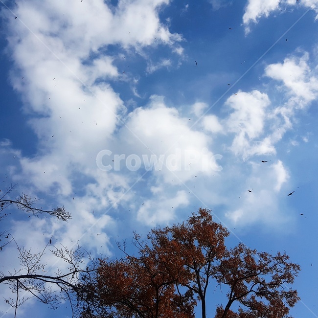 가을,하늘,구름,맑은하늘,낙엽,자연,풍경,nature,landscape,outdoors,옥외,sky,azure sky,푸른 하늘,cloud