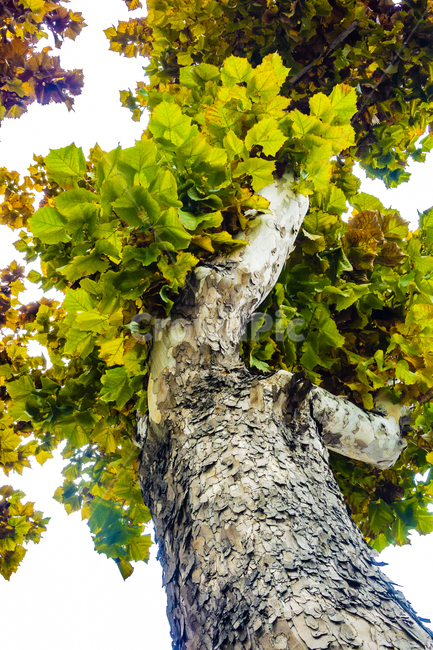 단풍,단풍나무,낙엽,foliage,가을단풍,autumnleaves,식물,자연,plants,nature,나무,trees,wood