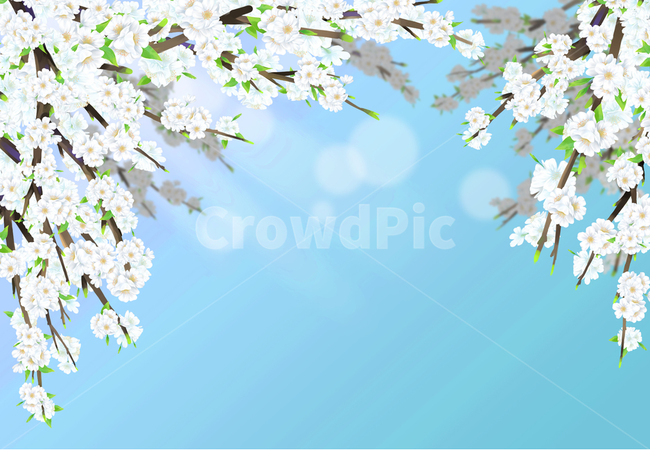 벚꽃,봄,나무,여름,하얀,꽃잎,잎,사쿠라,벚꽃일러스트,일러스트,꽃일러스트,체리,분기,시즌,4월,풍경,아름다운,아름다움,꽃이만발한,식물학,꽃봉오리,장식,디자인,꽃,신선한,정원,원예,일본,동양식물,낭만,환경,꽃정원,매크로,자연,식물,계절,꽃놀이,벚꽃구경,벚꽃축제,만발,만발한,흐드러진,컨셉,벚꽃세상,벚꽃놀이,꽃풍경,자연경치,설렘,예쁜,배경,따스한배경,화사한,컬러,cherryblossom,spring,cherry,blossom,nature,flower,tree,background,beautiful,white,season,bloom,plant,beauty,natural,petal,fresh,flora,botany,april,blossoming,springtime,flowers,landscape,cherryillustration,illustration,flowerillustration,color,gardening,orientalplants,romantic,plants,macro,seasons,cherryblossomviewing,cherryblossomworld,flowerscenery,naturalscenery,flutter,pretty,warmbackground,japaneseflower,햇살,푸른하늘,빛,햇빛,화창한,청명한하늘,sunshine,bluesky,light,sunlight,sunny,clearsky