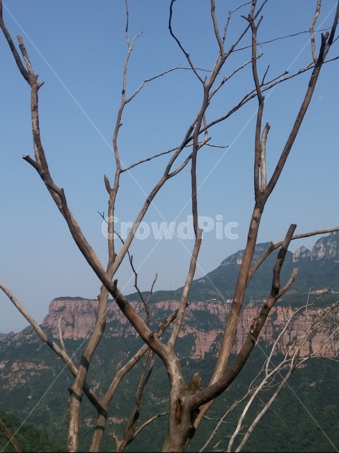 나무,하늘,산,자연,경치,식물,자연,plants,nature,나무,trees,wood