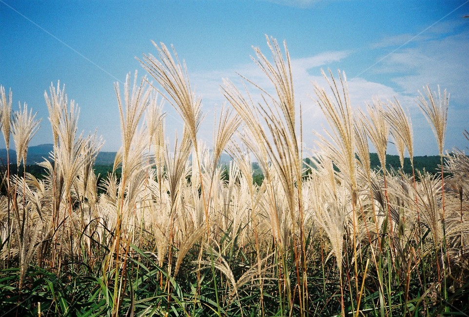 grass,잔디,plant,식물,갈대,제주,제주도,자연,nature,풍경,감성,가을,한국자연,한국자연풍경,가을,계절,fall,autumn,season,자연,풍경,nature,landscape