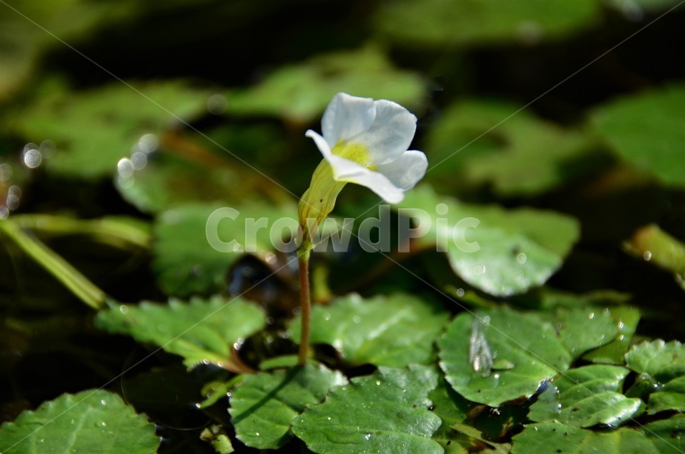 다섯가시수염마름꽃,참깻과,수생식물,희소식물,물풀,식물,자연,plants,nature,꽃,flower