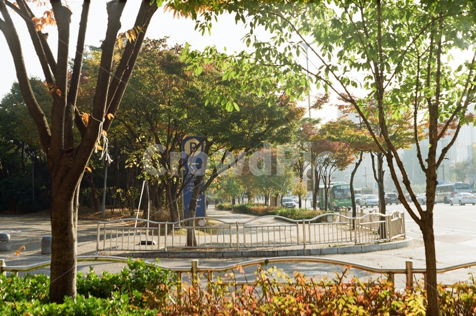 가을,나무,가을풍경,가로수,길거리,가을,계절,fall,autumn,season,garden,정원,outdoors,옥외