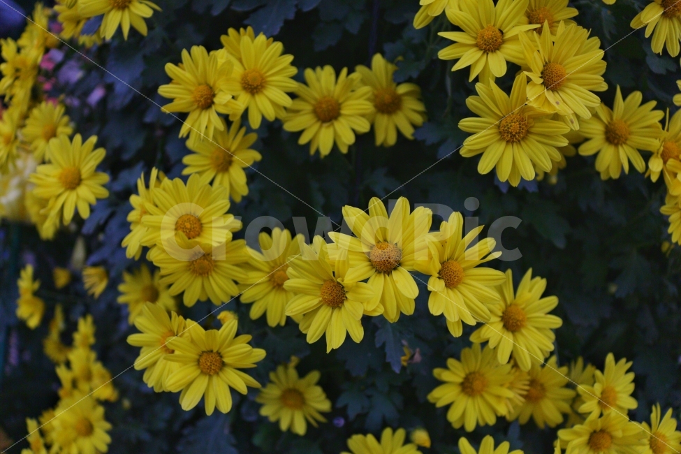 국화,꽃,축제,노란색,국화꽃,식물,자연,plants,nature,꽃,flower
