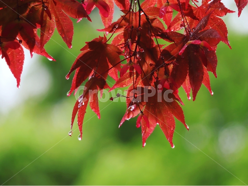 봄비,홍단풍,물방울,봄,풍경,식물,자연,plants,nature,비,비오는날,rain,rainy
