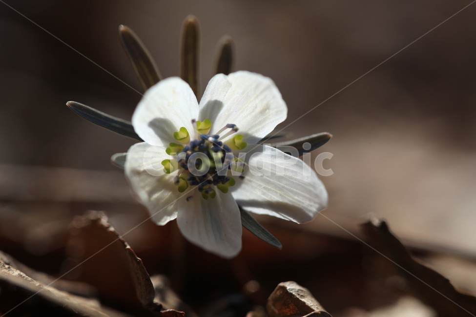 꽃,봄꽃,야생화,변산바람꽃,봄야생화,순수,바람꽃,식물,자연,plants,nature,꽃,flower