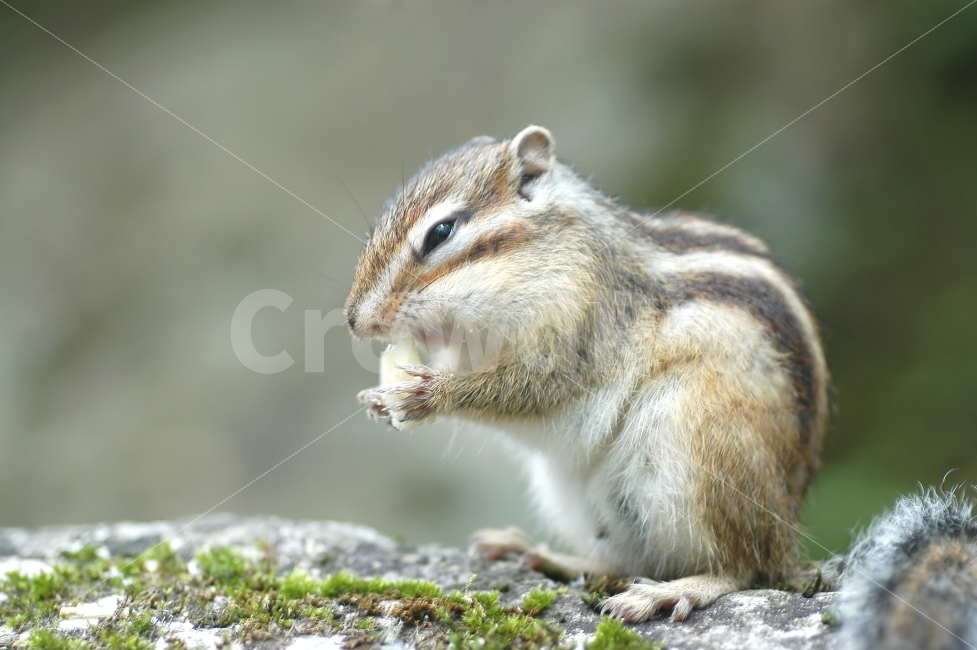 다람쥐,포유류,동물,자연,야생동물,먹이,동물,animal,포유류,mammal