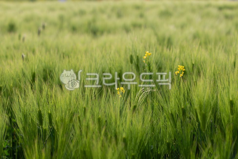 barley,green barley,rapeseed,crops,crop,grain,cereal,field,agriculture,flower,flower field