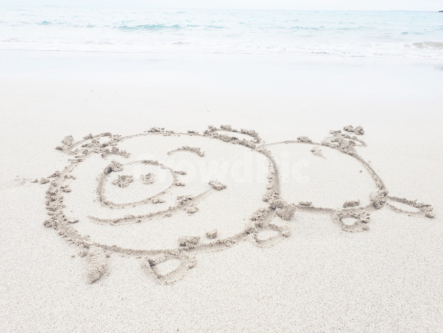 새해인사,happynewyear,해변낙서,2019년새해인사,돼지의해,기해년인사,2019년인사,바닷가낙서,돼지,모래글씨,해변글씨,해변,바다,beach,sea