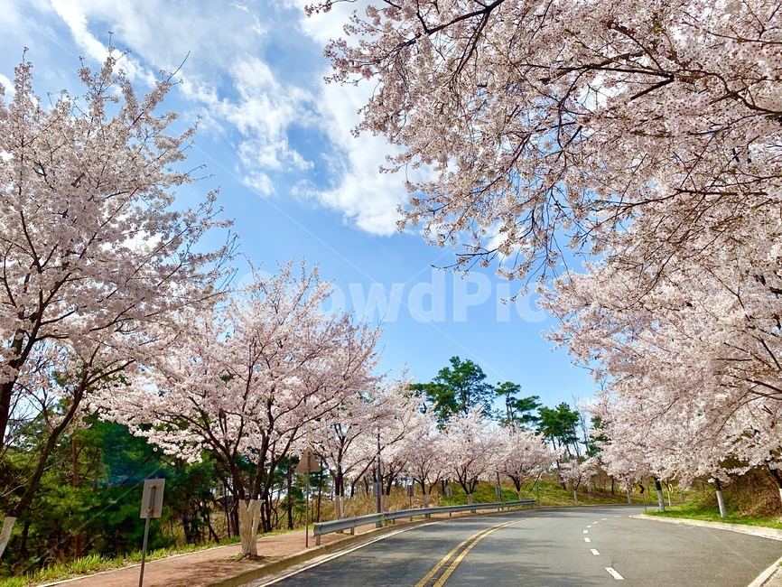 봄,벚꽃,벚꽃길,꽃,꽃길,하늘,파란하늘,spring,flower,cherryblossom,plant,blossom,식물