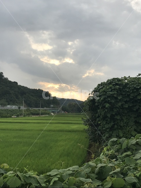 논,밭,일몰,노을,넝쿨
