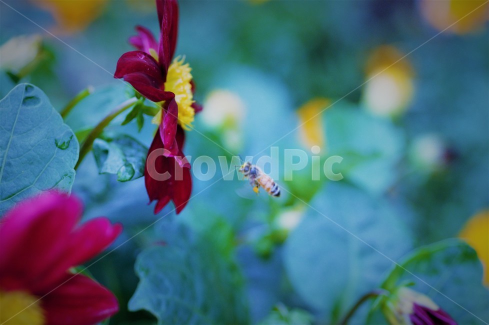 벌,꽃,조화,접사,자연,양봉,꿀,제주도,제주시,식물,자연,plants,nature,꽃,flower,동물,animal,곤충,벌레,insect,bug