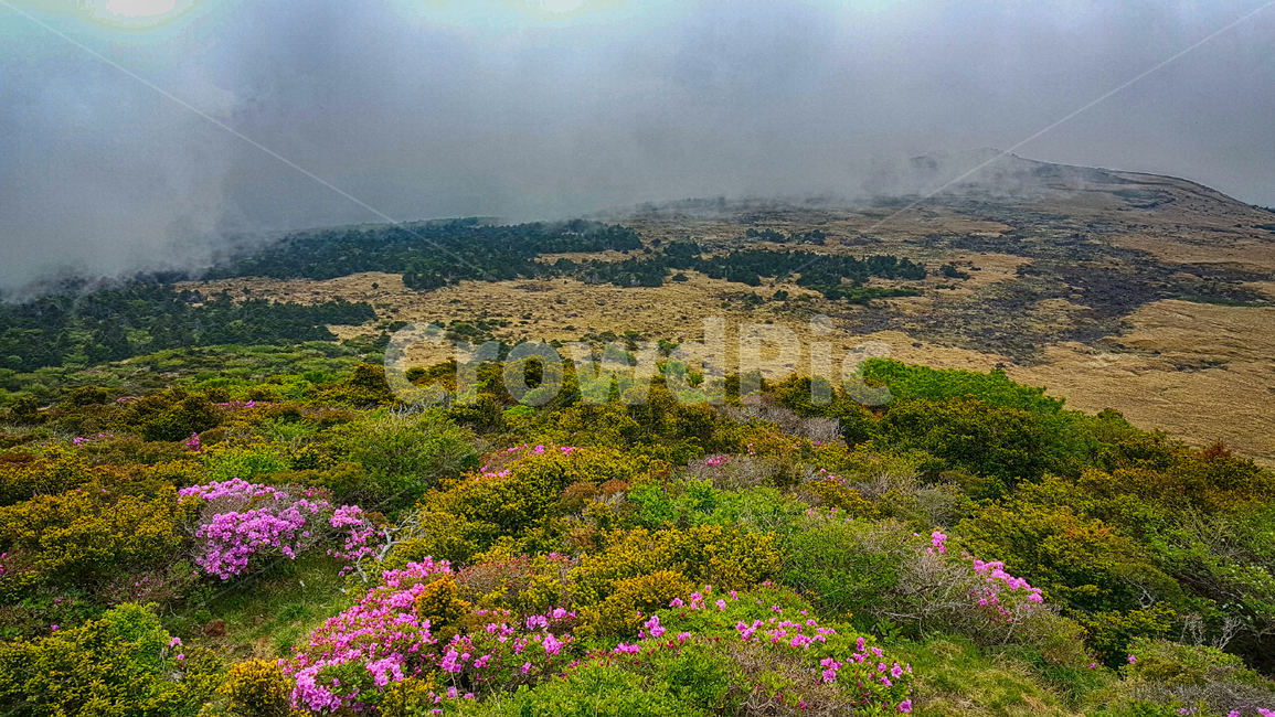 한라산,한라산영실코스,영실코스,한라산등산로,한라산풍경,한라산숲길,숲길,숲,나무,tree,식물,plant,나무줄기,등산로풍경,풍경,자연,자연,풍경,nature,landscape