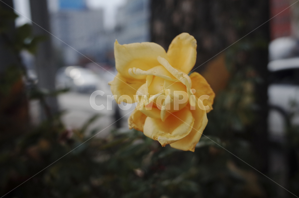plant,식물,leaf,잎,flower,blossom,꽃,rose,장미,yellow,노란,노랑,노란장미