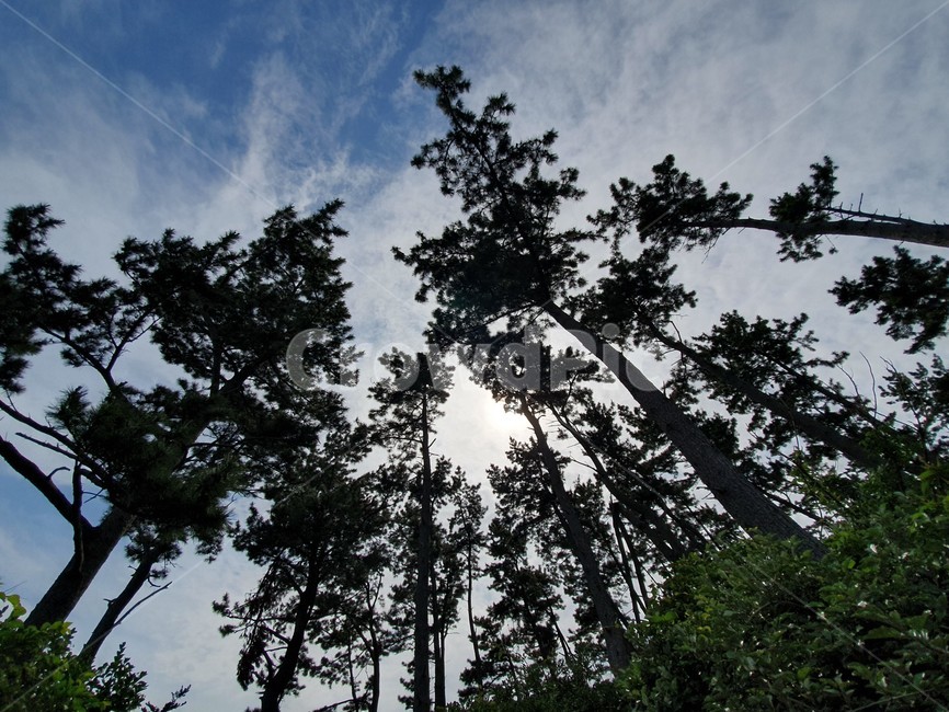 tree,나무,그늘,plant,식물