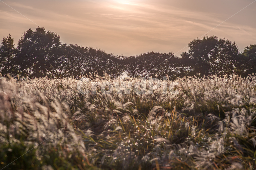 dusk,swaying,clouds,silver grass park,reed field,reeds,fall,Sky Park,plants,grass,warm place park,silver grass,park,sky,Landscape,nature,riverside,fall color,silver grass field,field,outdoors,sunset,river,evening,silver grass festival,glow,wild grass,wind