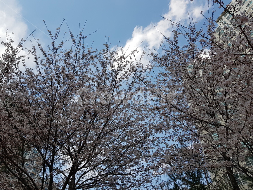 tree,나무,plant,식물,벚꽃,하늘,구름,꽃,flower,나무,trees,wood