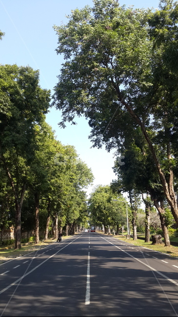 인도네시아,발리,바둥,도로,나무,자연,길,road,tree,식물,자연,plants,nature,나무,trees,wood