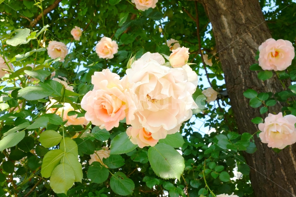 꽃,장미,하얀장미,감성사진,여름,5월,흰색,flower,rose,풍경,풍경사진,자연,식물,자연,plants,nature,꽃,flower,감성,sensible,feeling