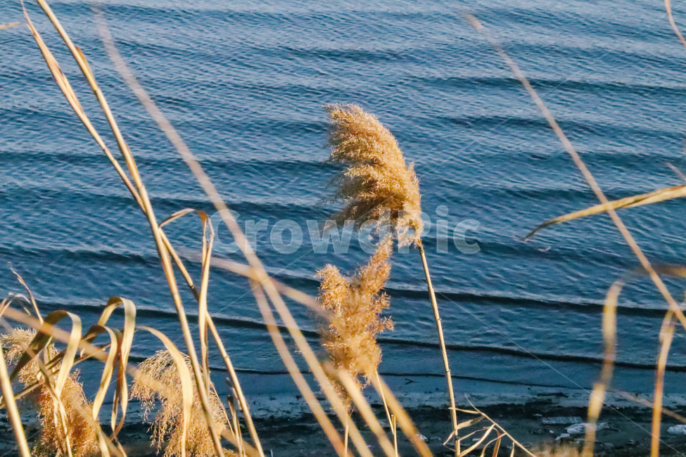 plant,reed,갈대,잔디,감성