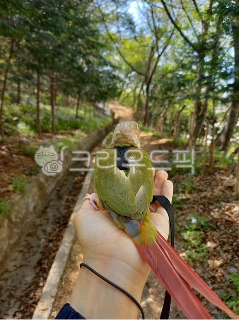 bird,conure,animal,parrot,walk,pet,Pineapple Conure